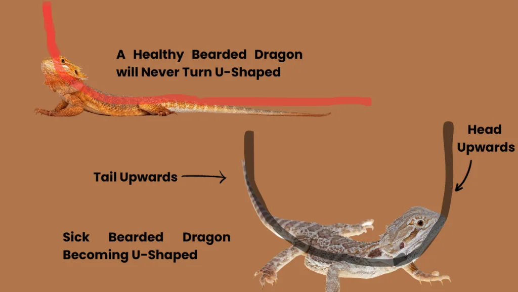 Difference Between Healthy and Sick Bearded Dragon