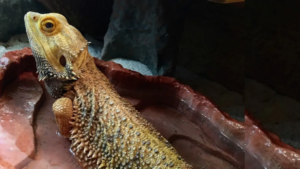 Bearded Dragon Water Dish