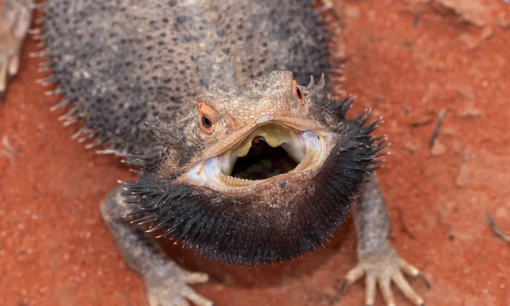Bearded Dragons Become Aggressive When They are Sad