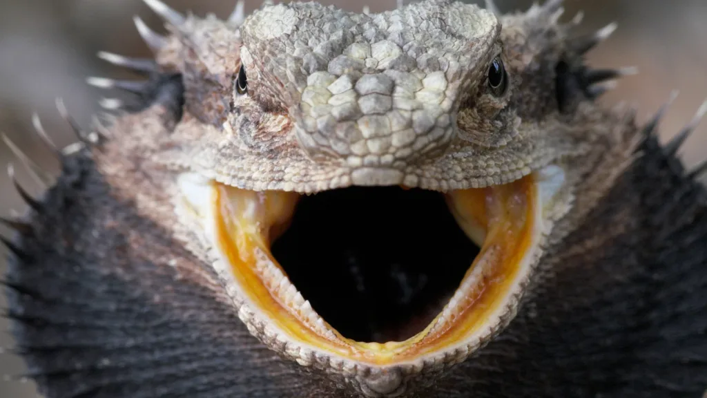 Fun fact: Bearded dragon's teeth are attached to their jawbone.