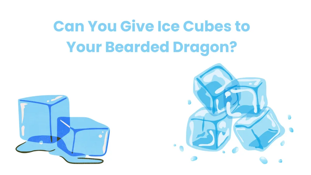 Can You Give Ice Cubes to Your Bearded Dragon