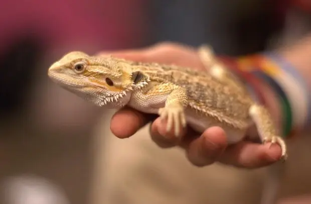 Gently Hold a Bearded Dragon while Taming