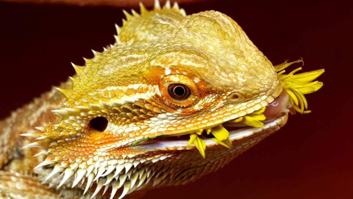 Tame Bearded Dragon by Feeding Them