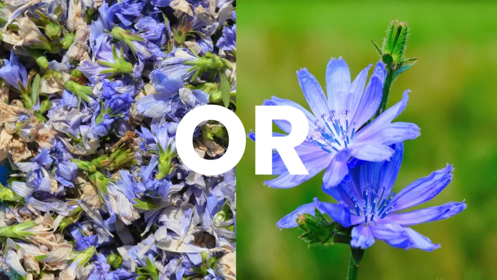 Fresh chicory as compared to dried chicory is best for bearded dragons to consume. 