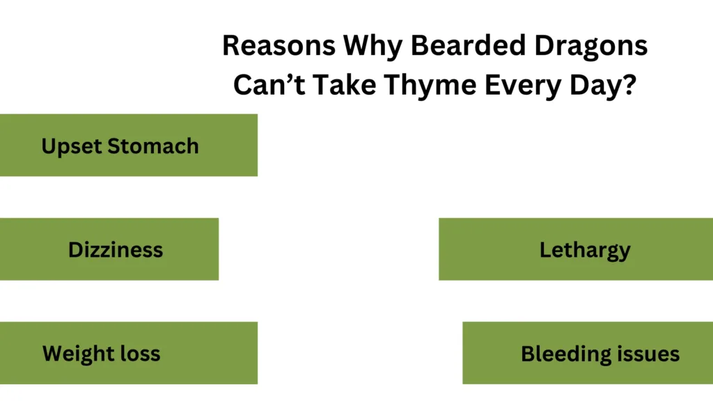 Reasons Why Bearded Dragons Can’t Take Thyme Every Day?