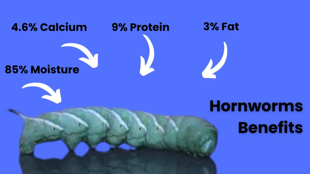 Benefits of blue worms for bearded dragons