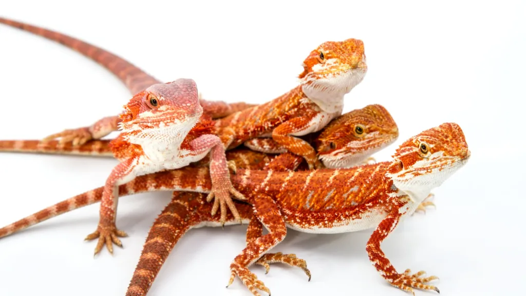 Juvenile bearded dragons do face digestive issues. Probiotics ensure your juvenile bearded dragon's gut health is maintained. 