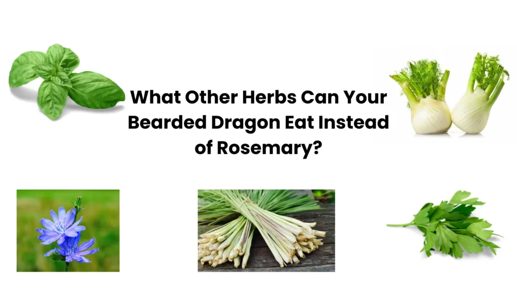 What Other Herbs Can Your Bearded Dragon Eat Instead of Rosemary?