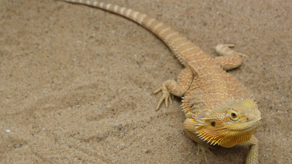 How Do I Know If my Bearded Dragon is Uncomfortable?