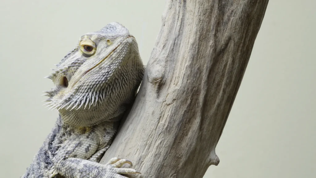 What to Do To Stop Your Bearded Dragon from Sleeping all Day?