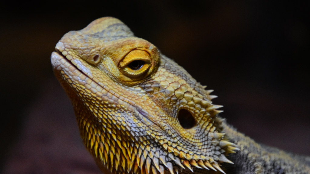 It's important for you to buy some toys for bearded dragons if you are a busy individual. Toys will keep bearded dragons busy. Result? They won't feel bored. 