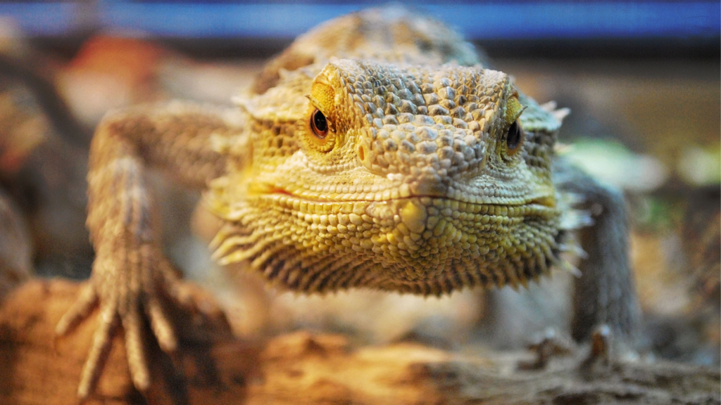 Add toys in bearded dragon's enclosure if you don't want them becoming bored. 