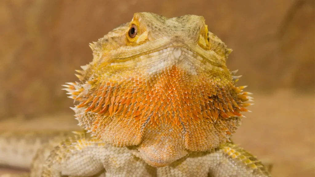 Red Bearded Dragons are similar to Normal Bearded Dragons. Only their color is changed.