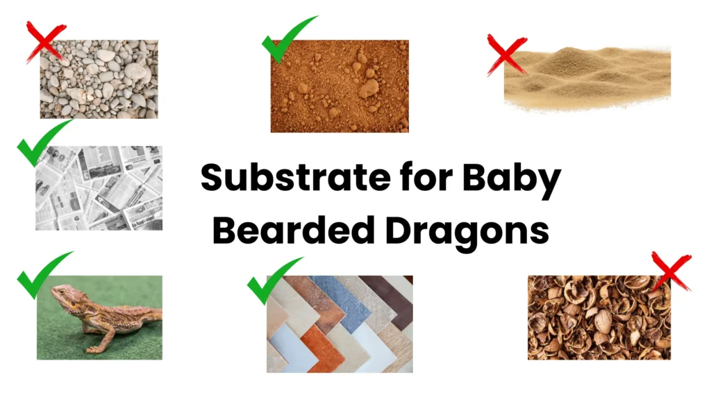 Substrate for Baby Bearded Dragons