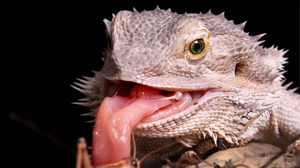 Baby bearded dragons must be placed in a quiet place where they don't get stressed because of all the noise. 