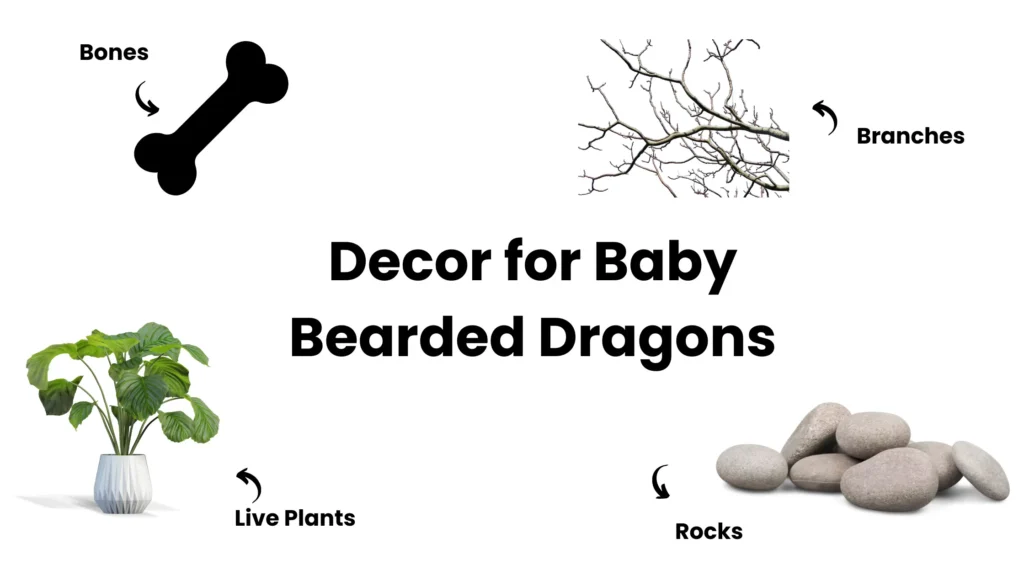 Decor for Baby Bearded Dragons