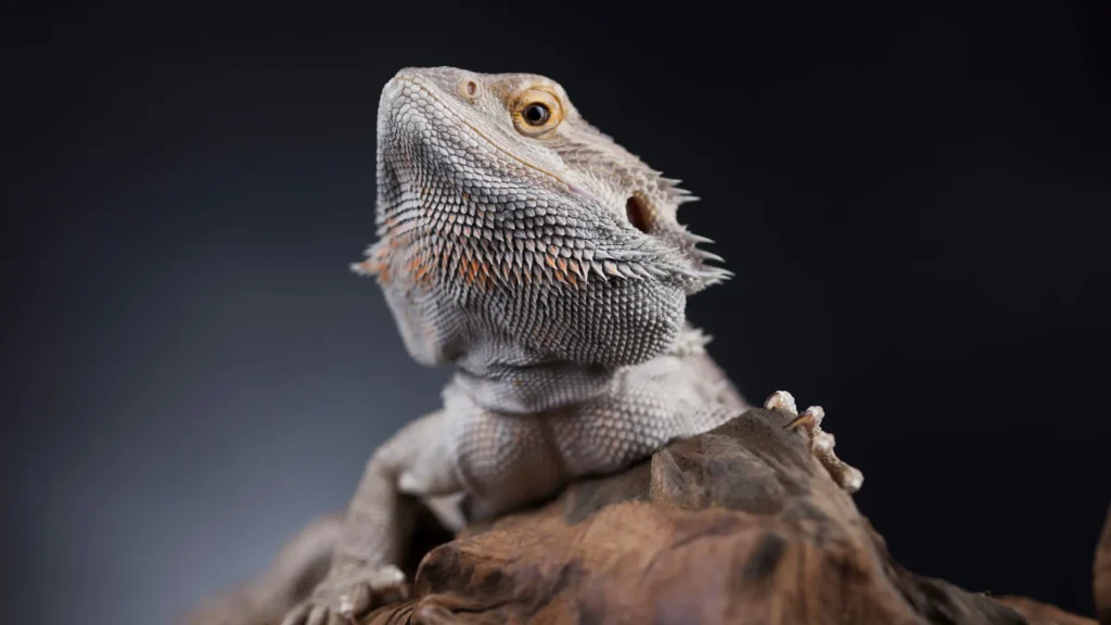 Yes. Bearded dragons can eat eggs. But you should never give them eggs every day. 